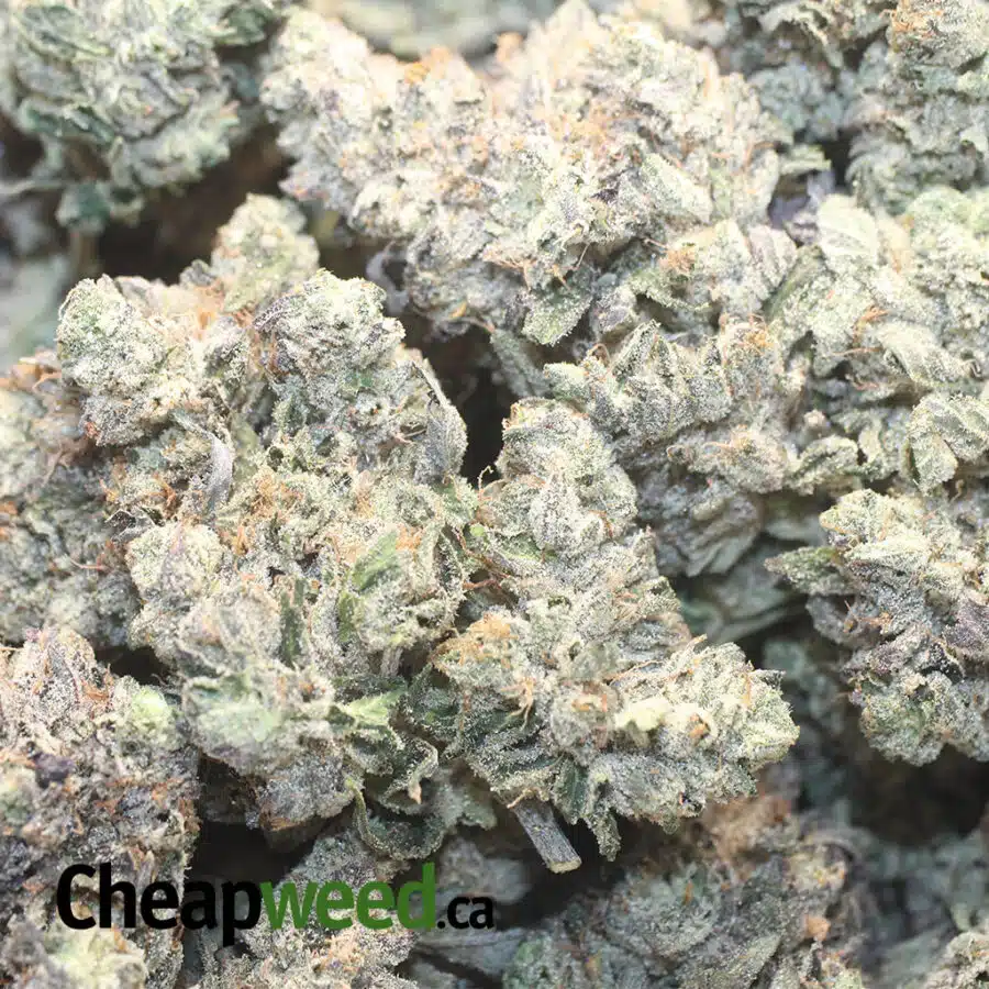 RS TUNA 1 I $ 135 Oz - Greenfarm Rockstar