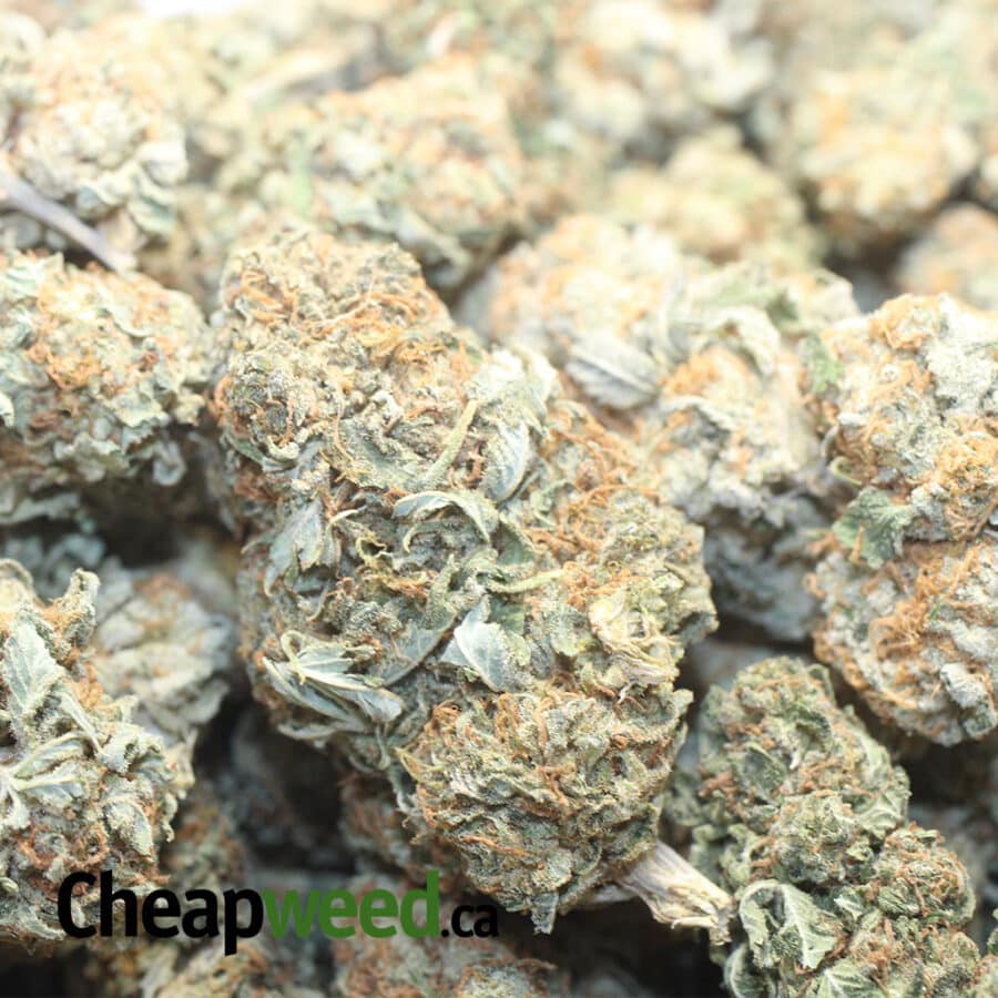 Sour OG Kush - Image 3