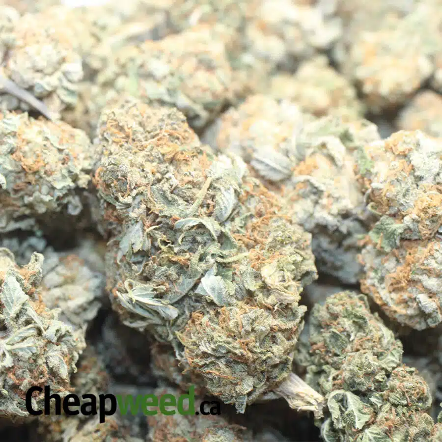 SOUR OG KUSH 1 I Sour OG Kush