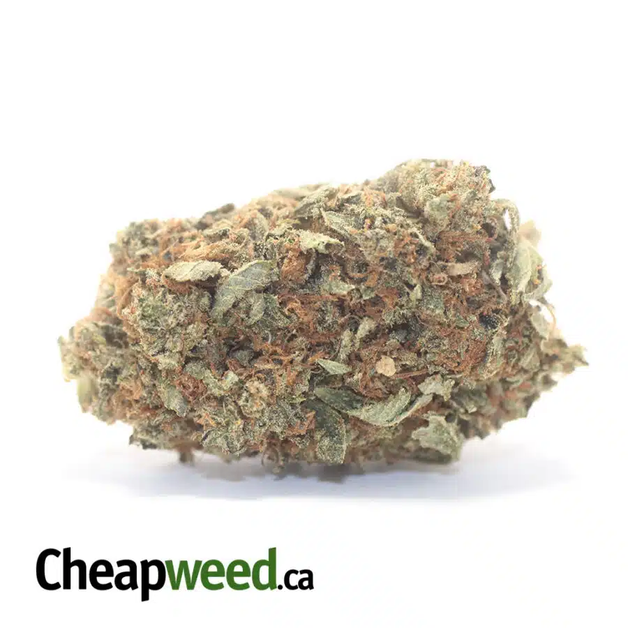 Tony's Lindsay OG - *Deal Of The Day*