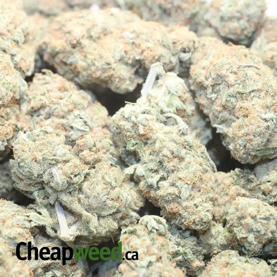 T MINT GSC 1 I Thin Mint Girl Scout Cookies