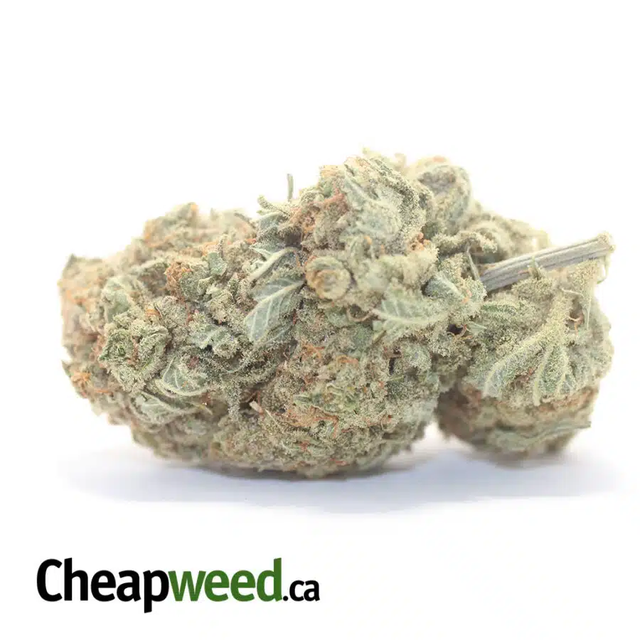 Thin Mint Girl Scout Cookies