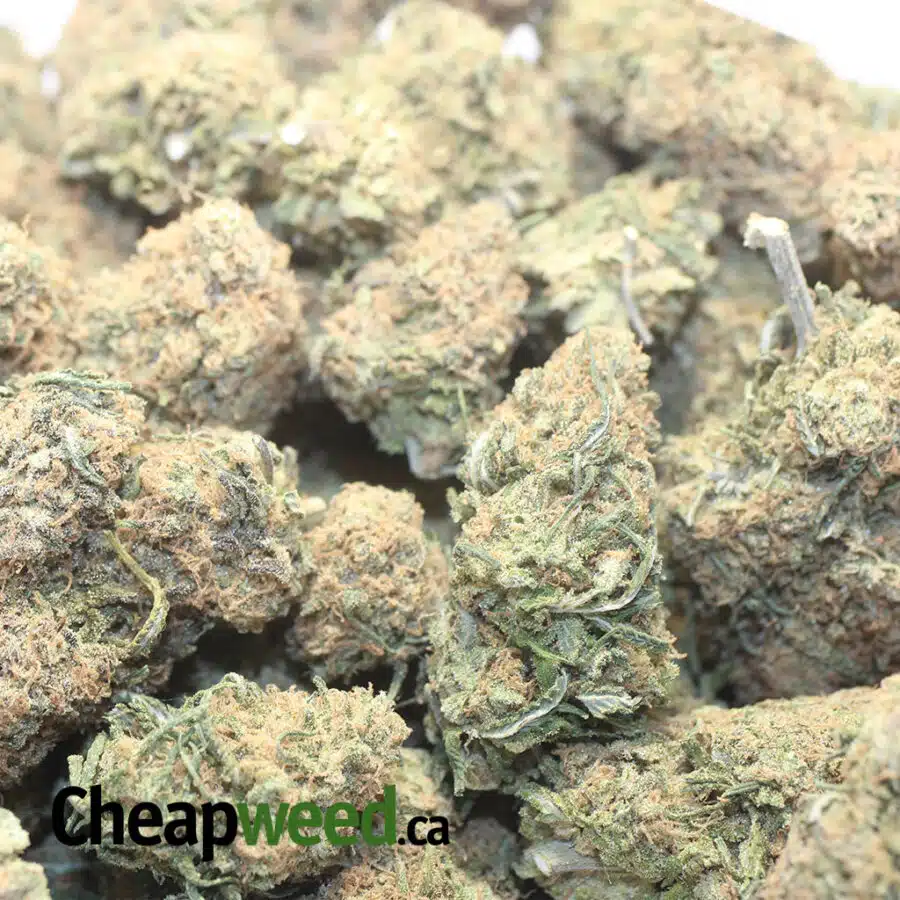 TROP GELATO 3 I Tropical Gelato