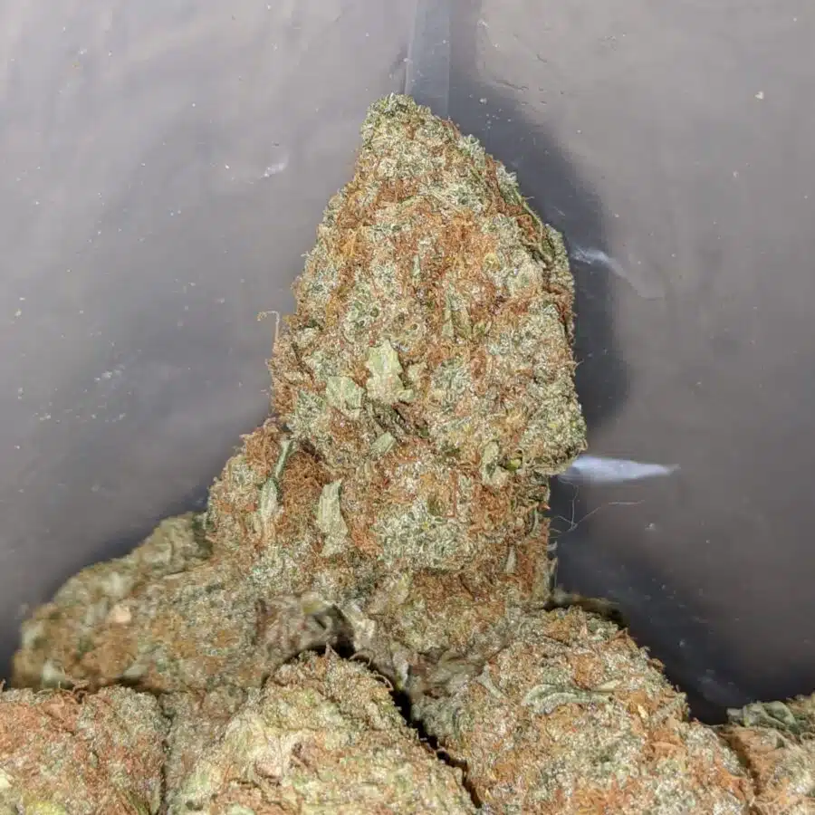 WHITE CHEESE 3 I White Cheese