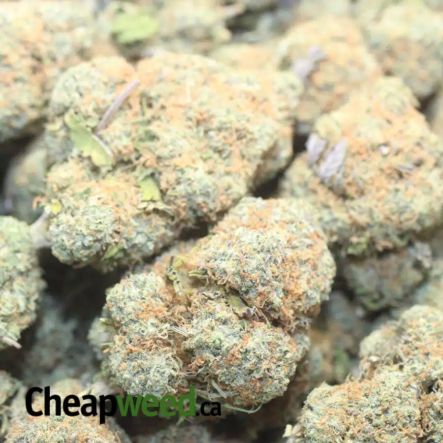 WHITE TRUFFLE 1 I $ 65 Oz - White Truffle