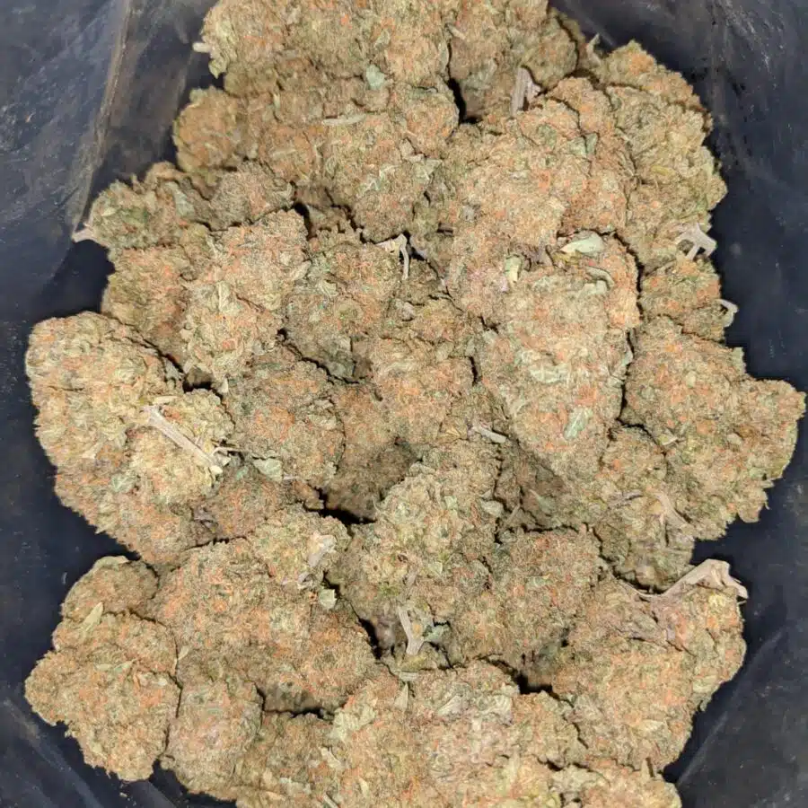 $65 Oz - Yogurt