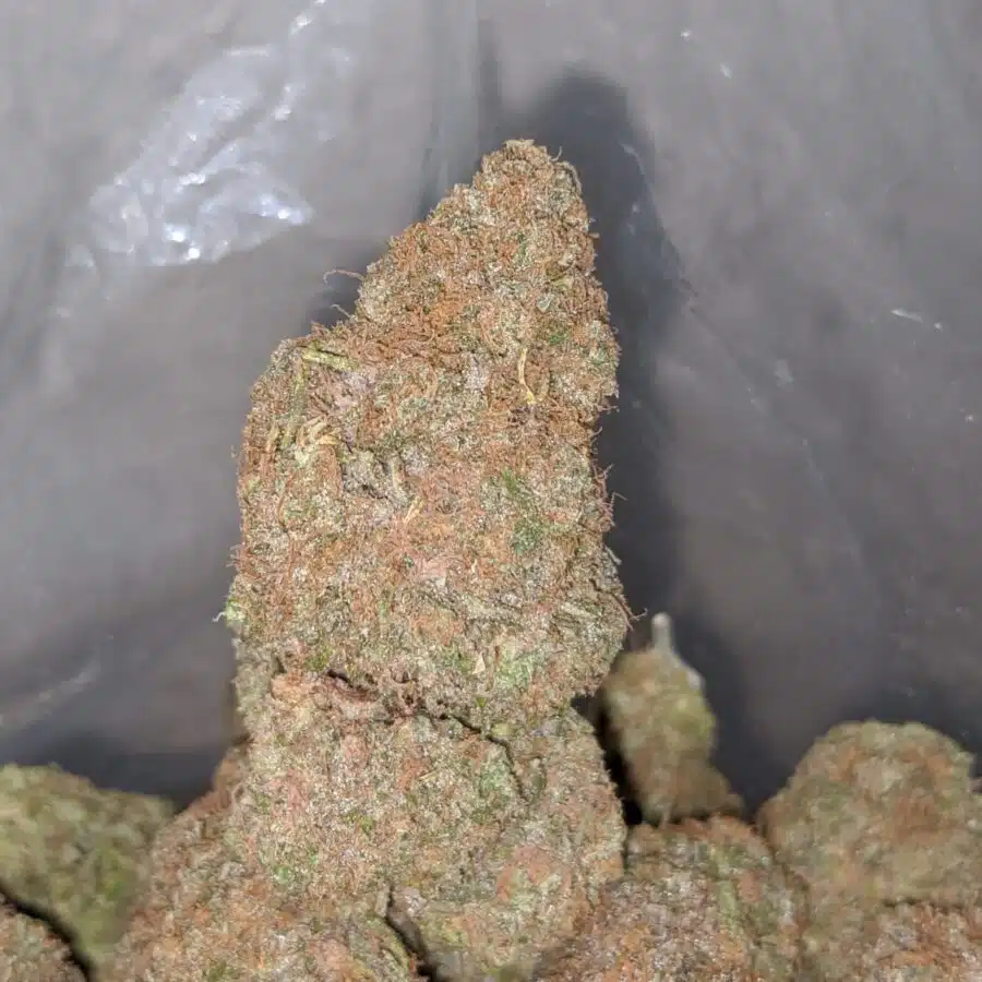 black cherry punch 4 I Black Cherry Punch