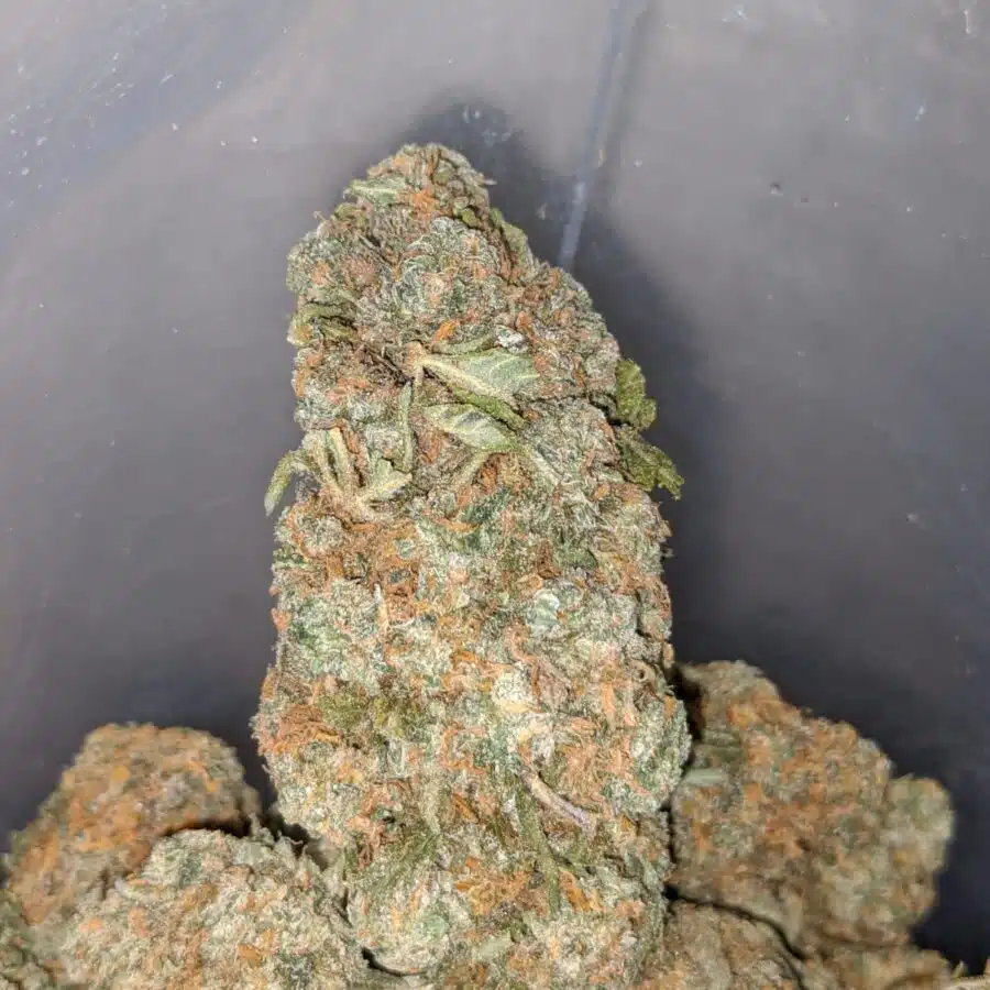 chemdawg 1 I Chemdawg OG