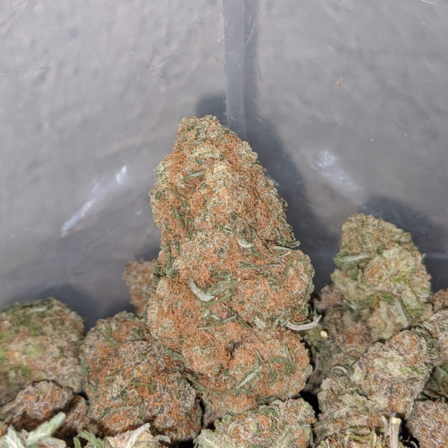 Chocolate Bubblegum - Image 4