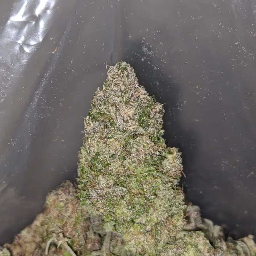 clemintine 3 I $ 60 Oz - Clementine