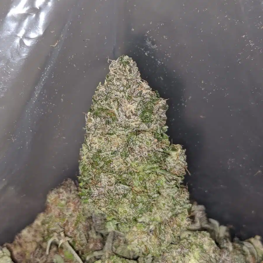clemintine 4 I $ 60 Oz - Clementine