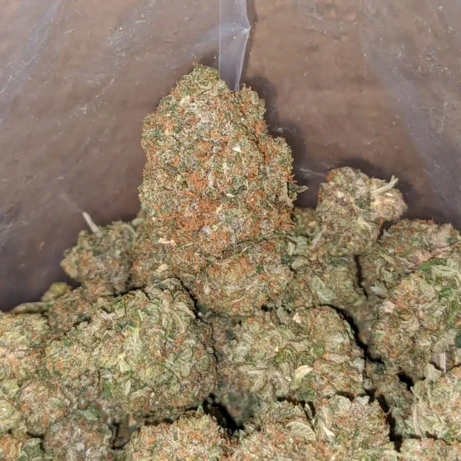 greasy pink 3 I Greasy Pink