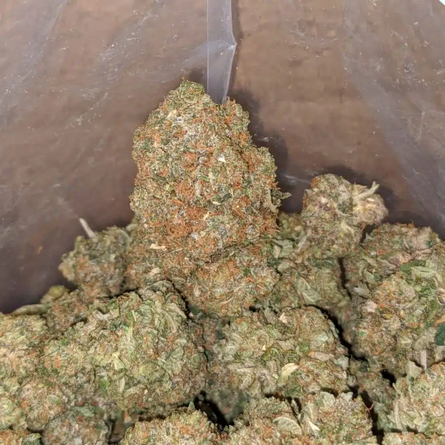 greasy pink 4 I Greasy Pink