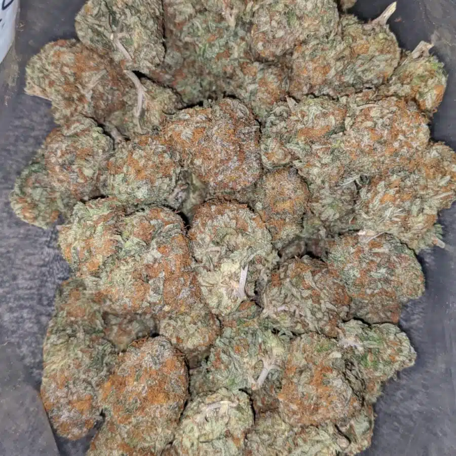 honey bunz 1 I $65 Oz - Honey Bunz