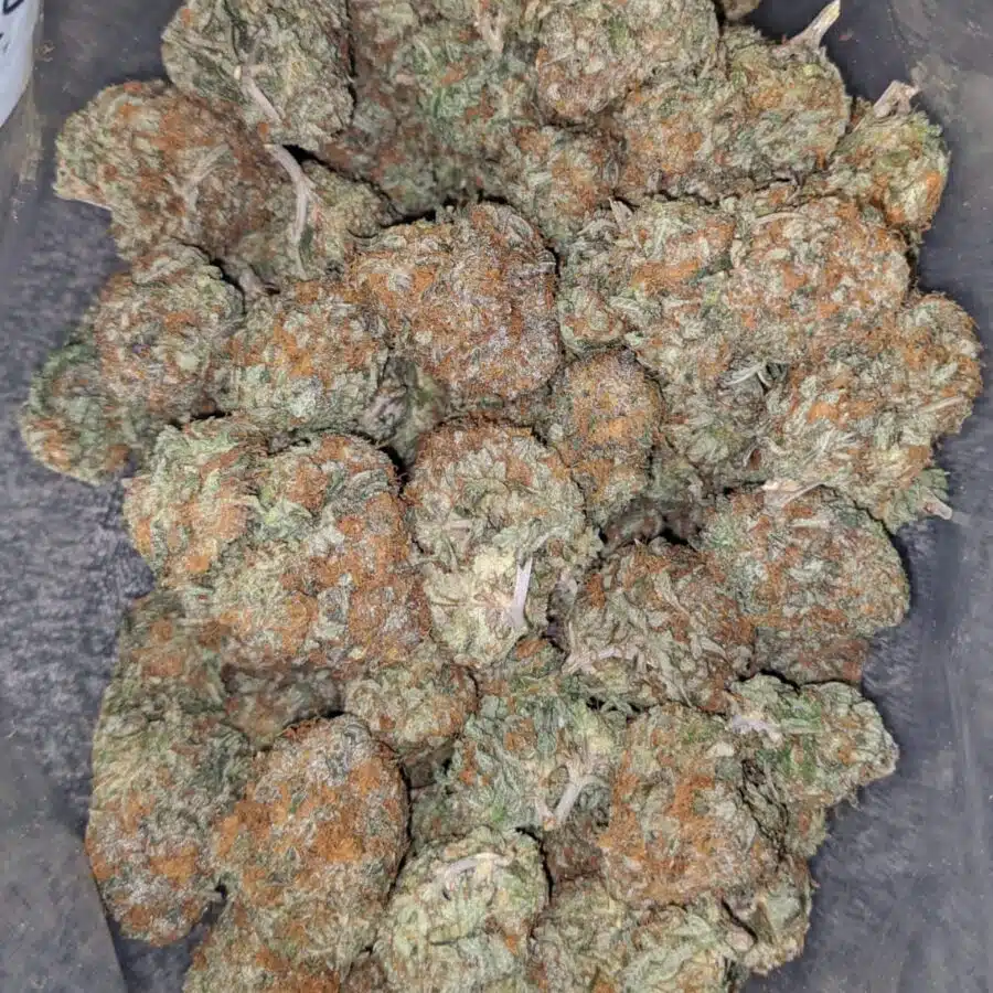 honey bunz 2 I $65 Oz - Honey Bunz