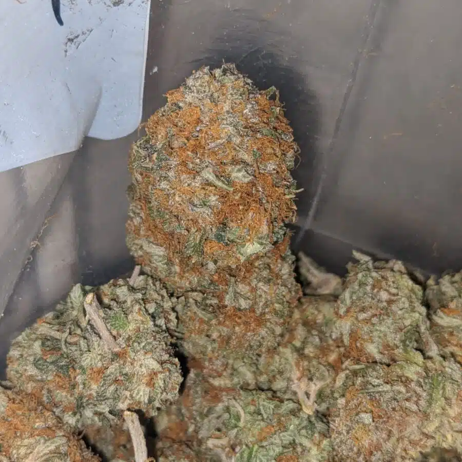 honey bunz 3 I $65 Oz - Honey Bunz
