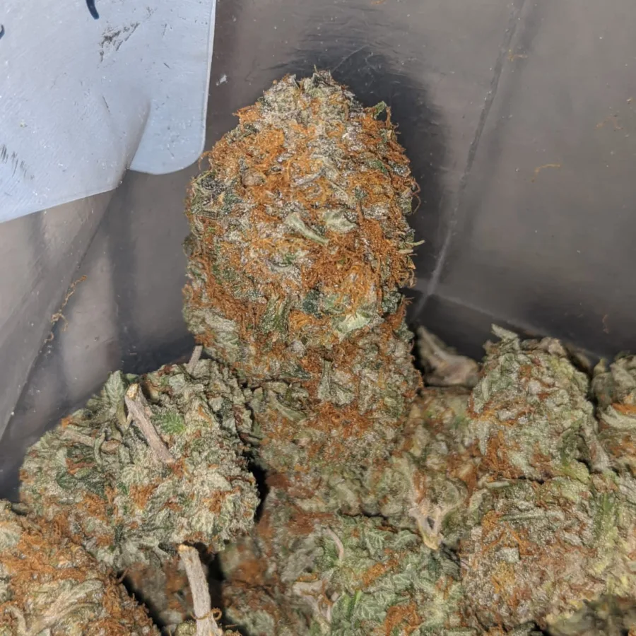 honey bunz 4 I $65 Oz - Honey Bunz