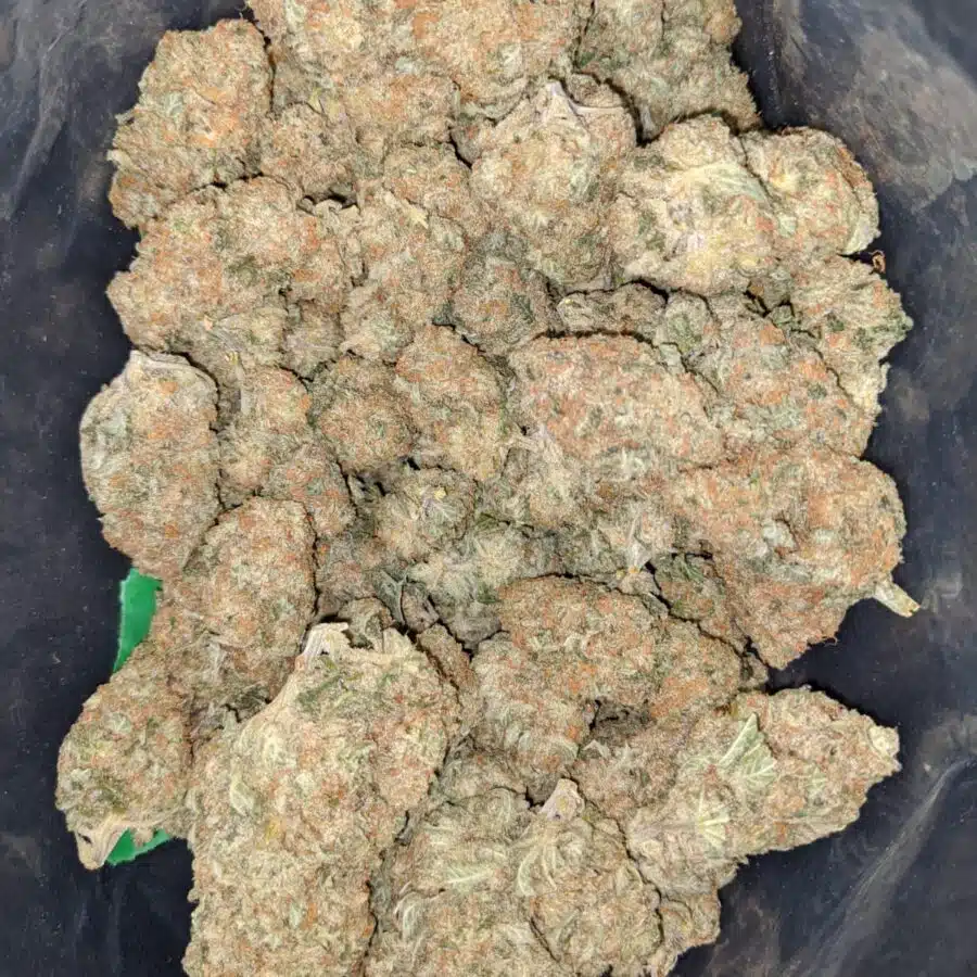 thin mints girl scout cookies 1 I Thin Mint Girl Scout Cookies