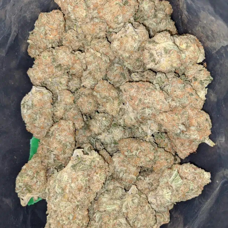 thin mints girl scout cookies 2 I Thin Mint Girl Scout Cookies