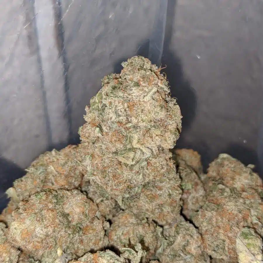 thin mints girl scout cookies 3 I Thin Mint Girl Scout Cookies