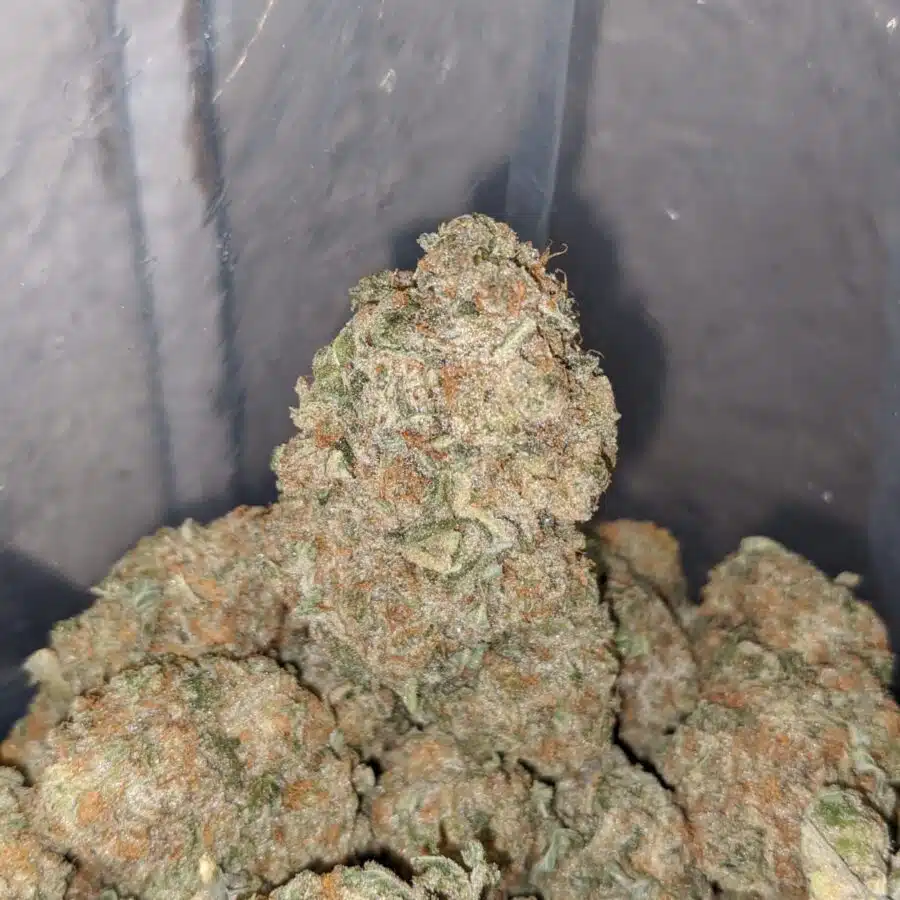 thin mints girl scout cookies 4 I Thin Mint Girl Scout Cookies
