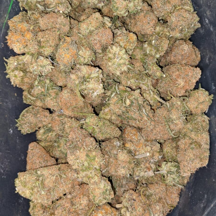 Tropical Gelato - Image 7
