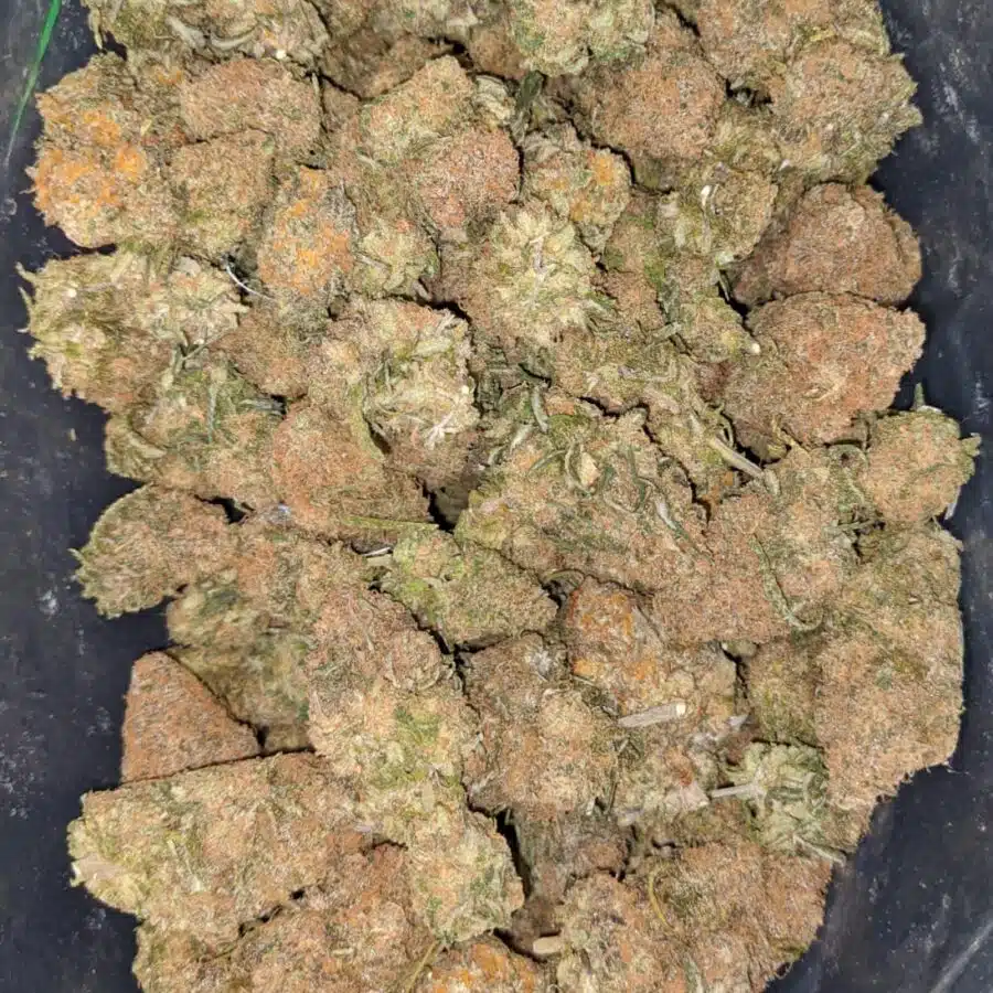tropical gelato 1 I Tropical Gelato