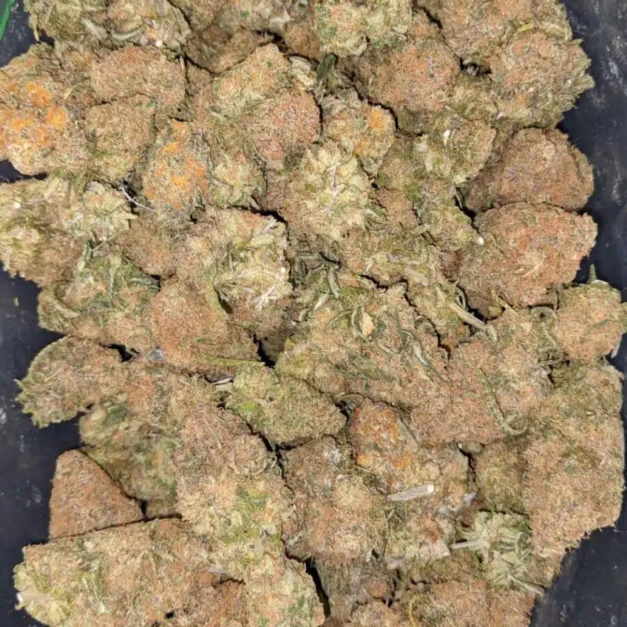 tropical gelato 2 I Tropical Gelato