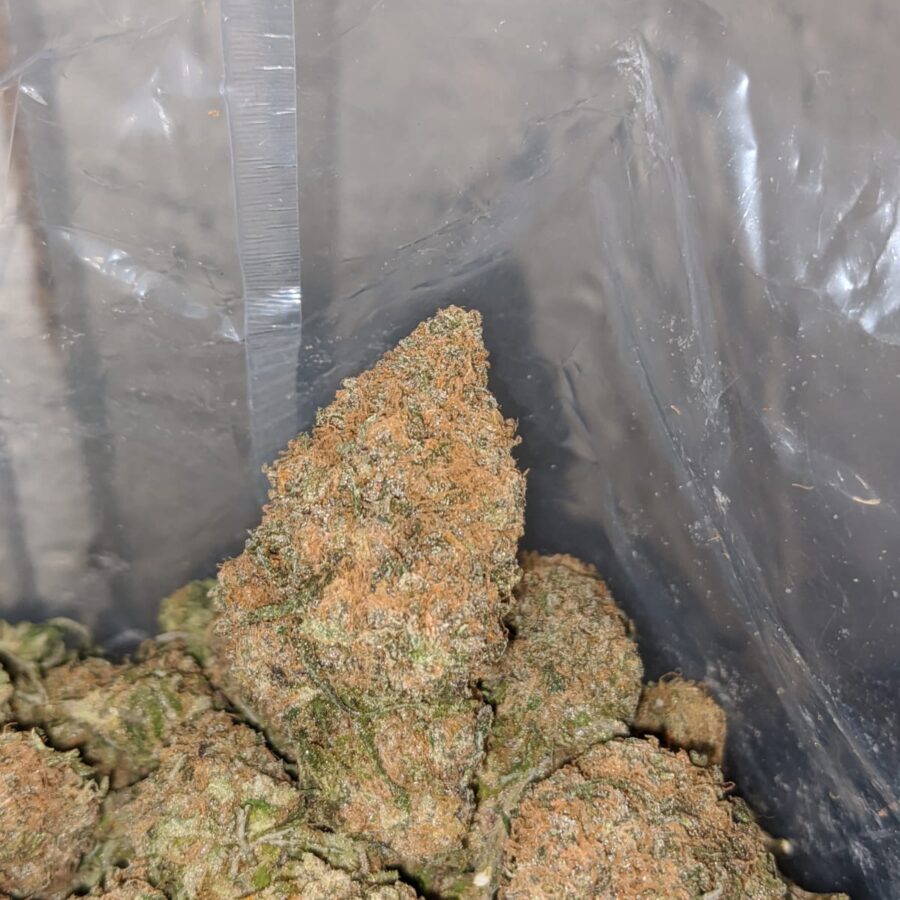 Tropical Gelato - Image 5