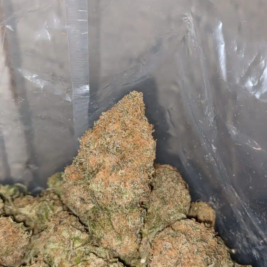 tropical gelato 3 I Tropical Gelato