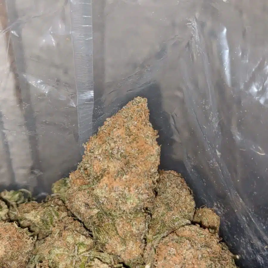 tropical gelato 4 I Tropical Gelato