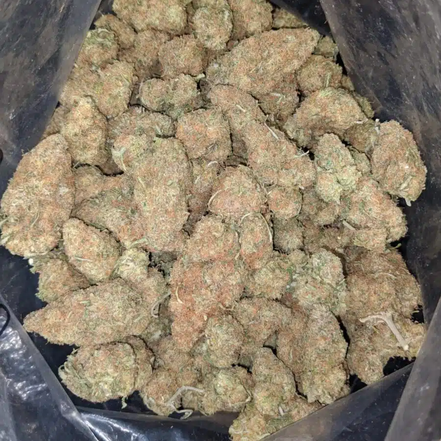 very berry gelato 1 I Very Berry Gelato