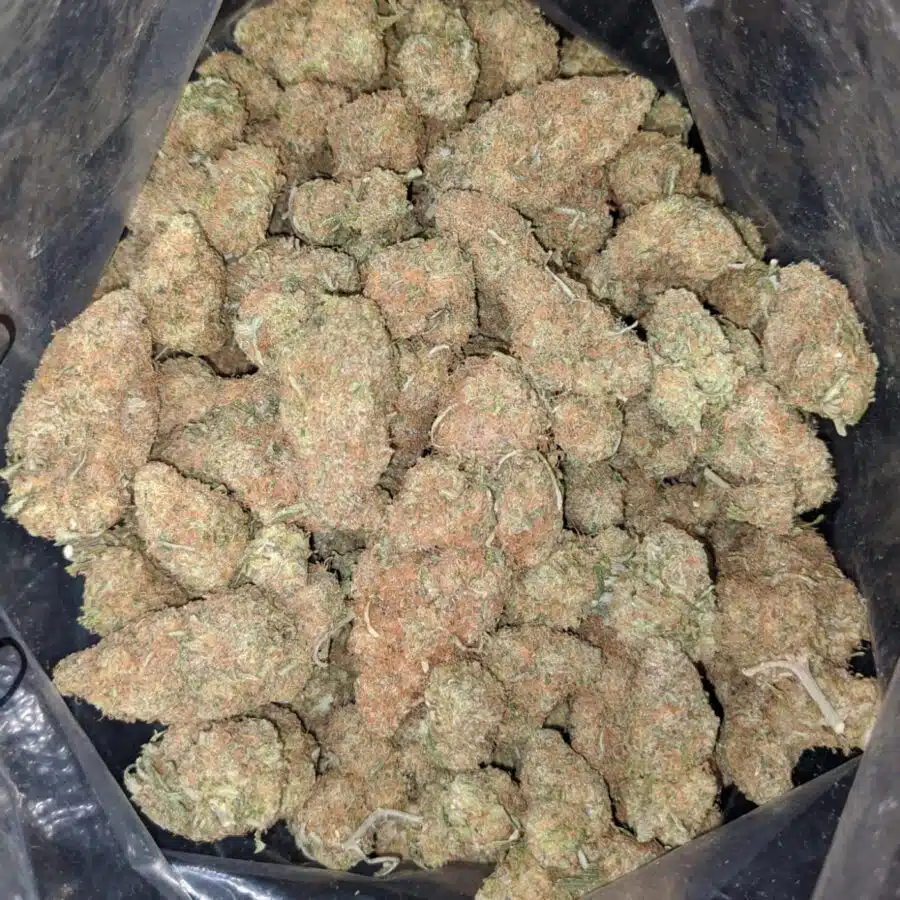very berry gelato 2 I Very Berry Gelato