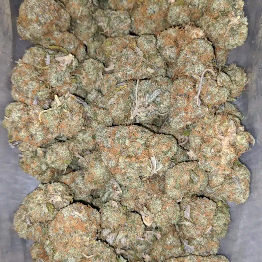 white truffle 1 I $ 65 Oz - White Truffle