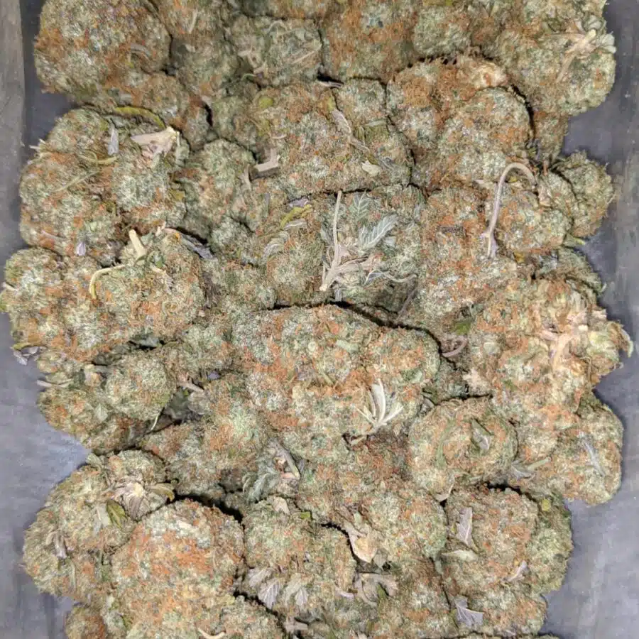 white truffle 2 I $ 65 Oz - White Truffle