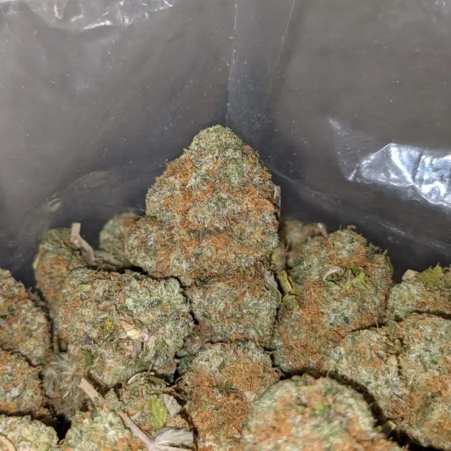 white truffle 3 I $ 65 Oz - White Truffle
