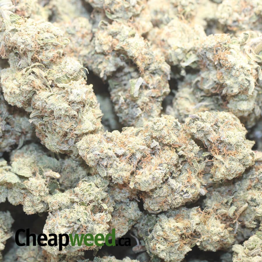 Blackberry #2 - Image 3