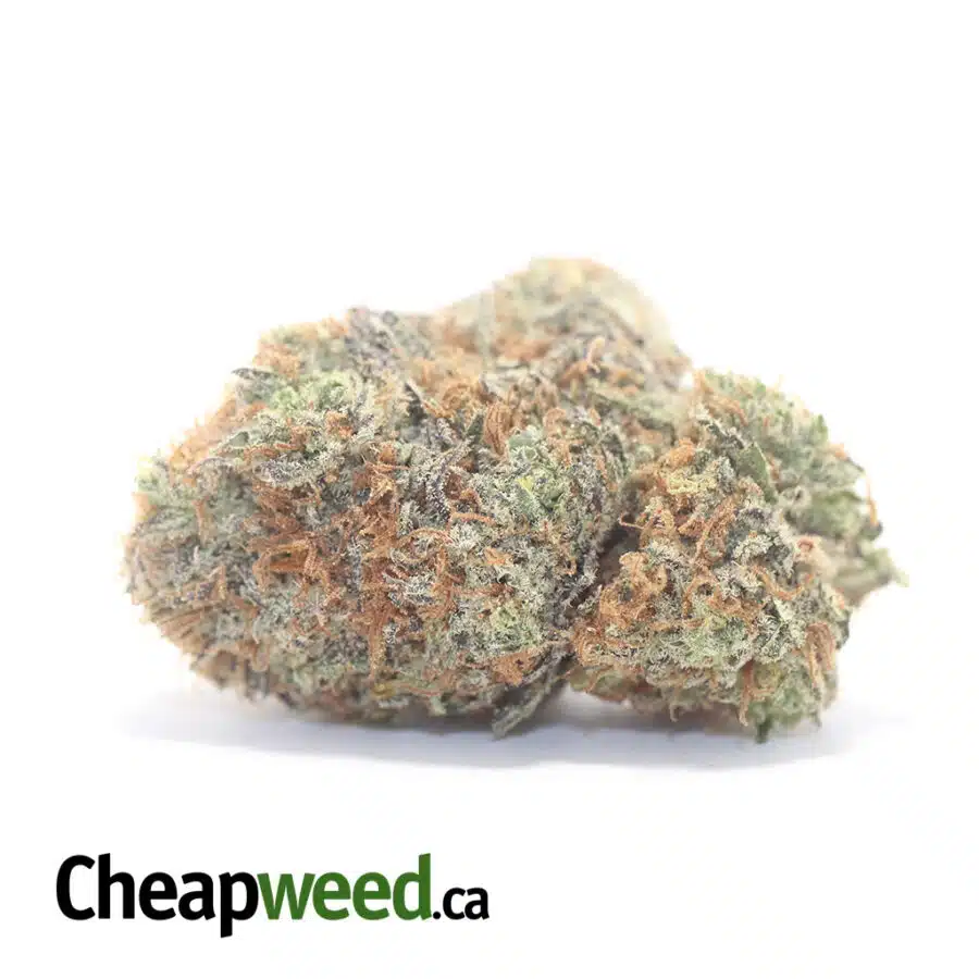 Blackberry x Blueberry