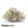 Greenfarm's Comatose