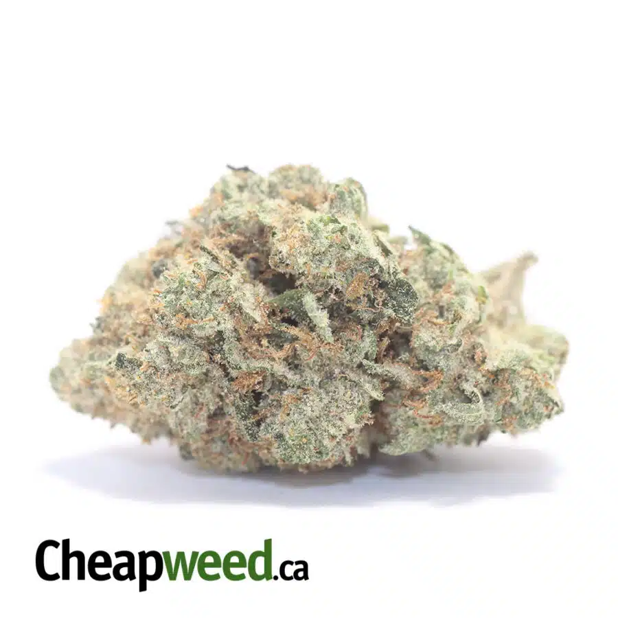 Greenfarm's Comatose