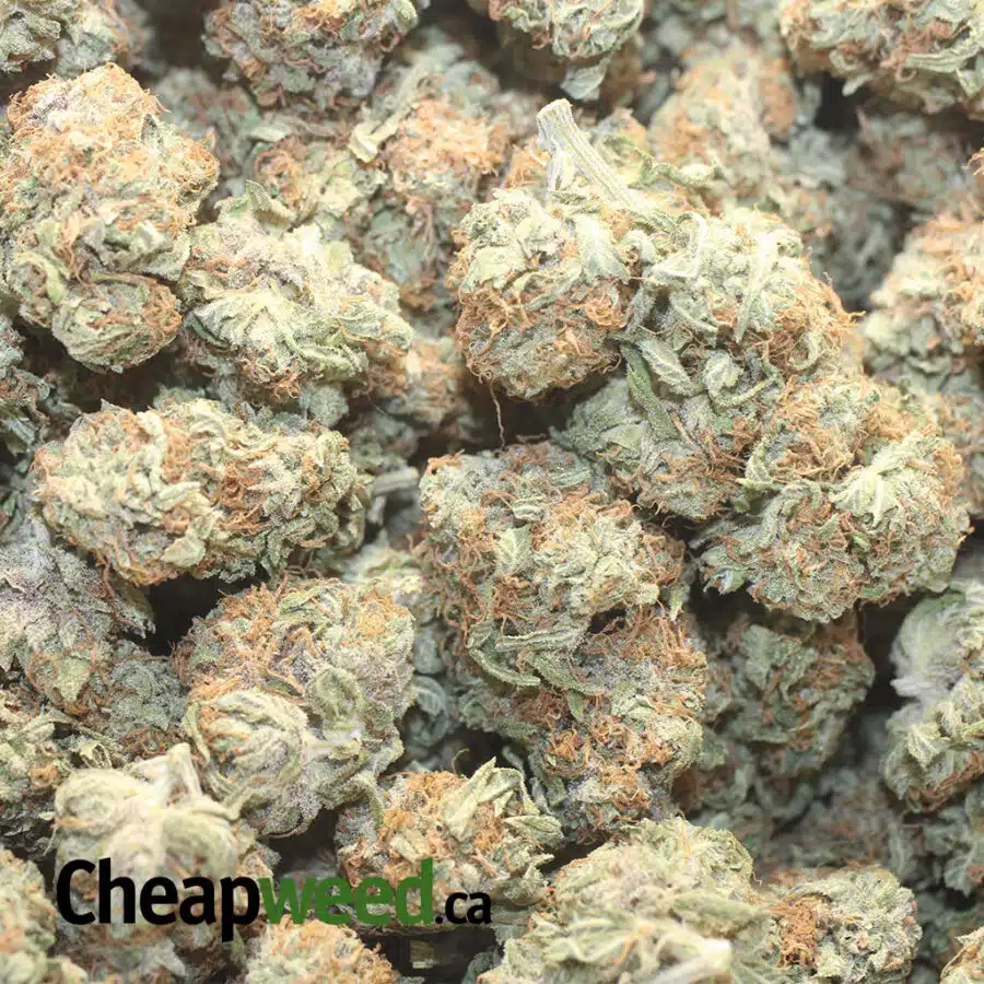 GOLDEN GOSHER DOD 1 I Golden Kosher - *Deal Of The Day*