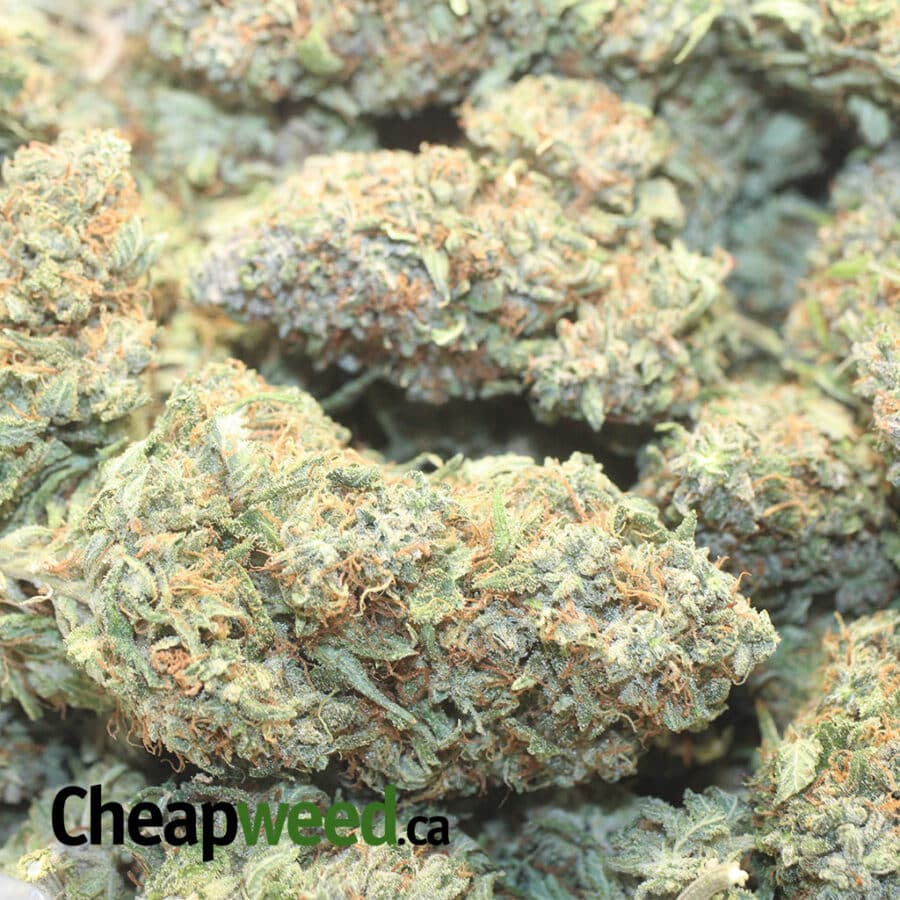 HASHPLANT HAZE 1 I $ 59 Oz - Purple Bubba