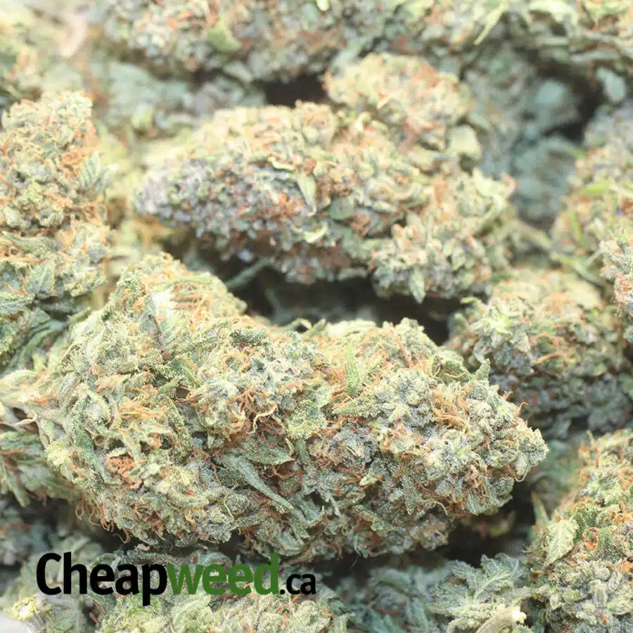HASHPLANT HAZE 1 I $ 59 Oz - Purple Bubba