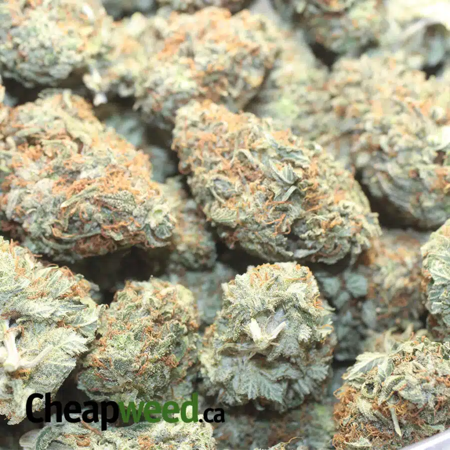 INC 1 I $ 61 Oz - Incredible