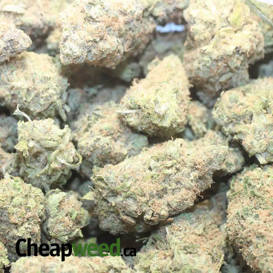 MAUI WOWIE 1 I Maui Wowie #2