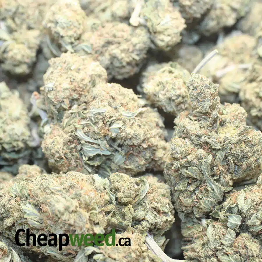 OC X JF 1 I Octane X Jetfuel