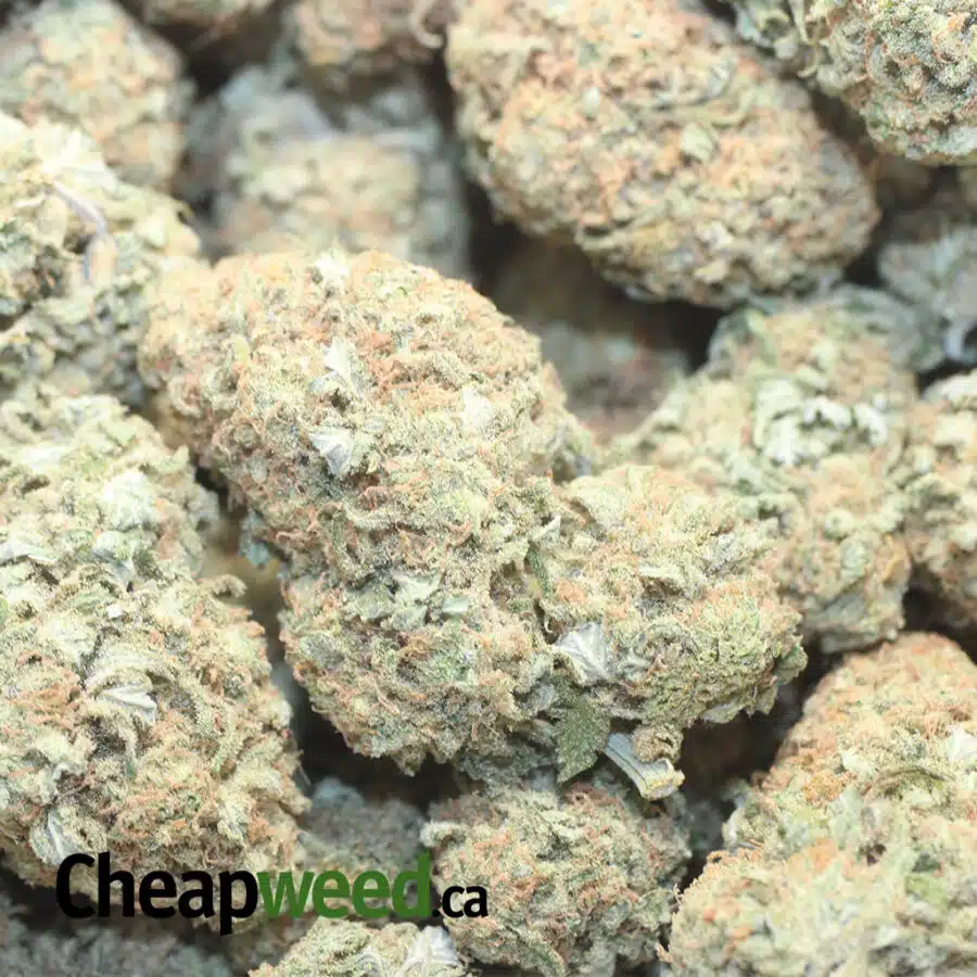 S CANE 1 I $68 Oz - Sugar Cane