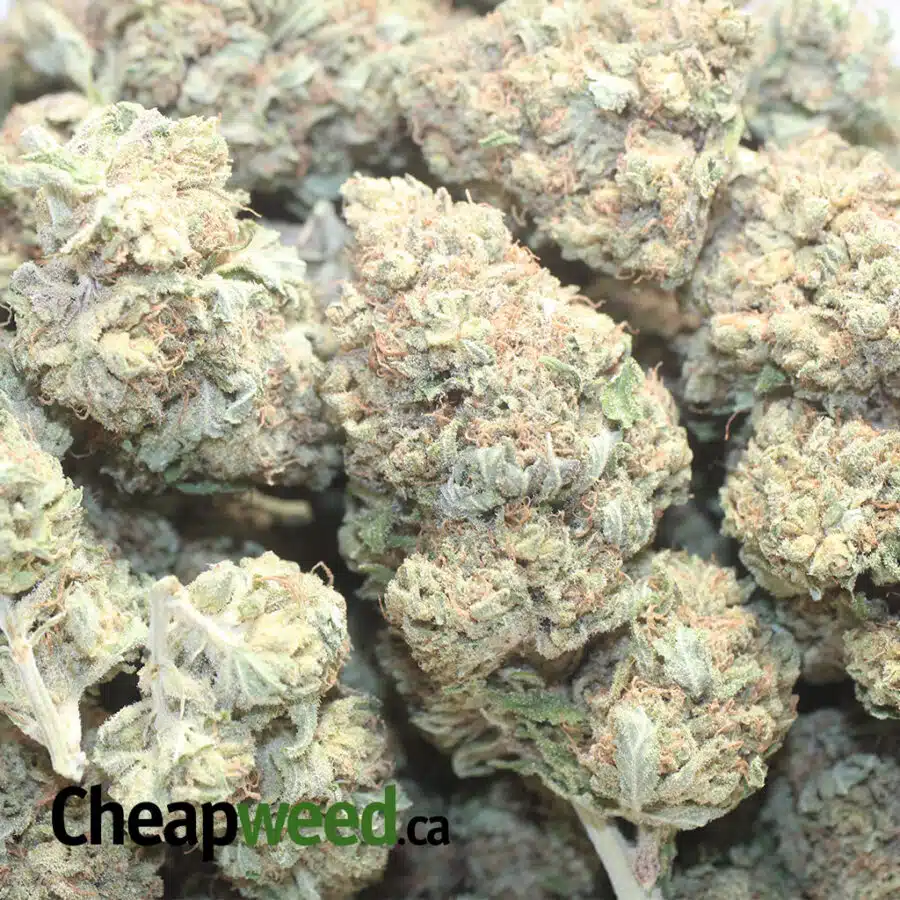 SNOW WHITE 1 I $62 Oz - Snow White