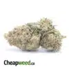 $62 Oz - Snow White