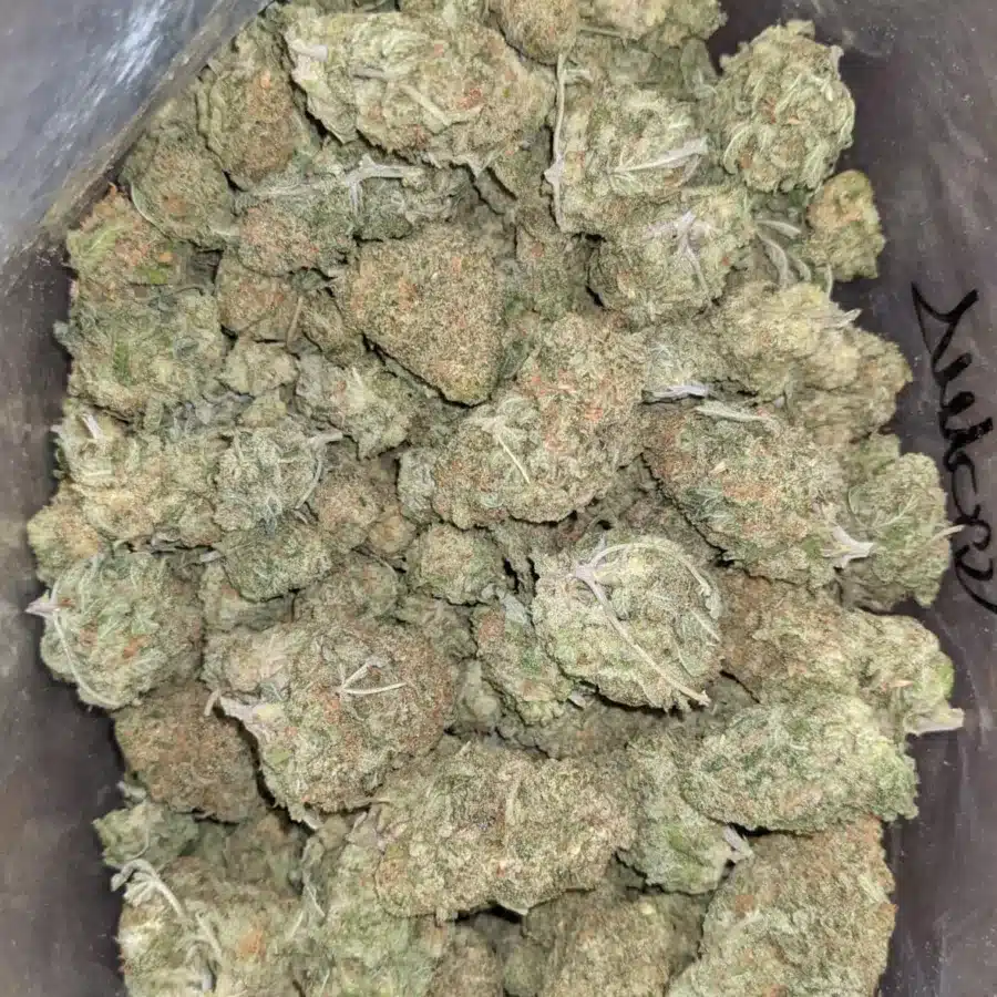 Scout master kush 1 I Scout Master Kush